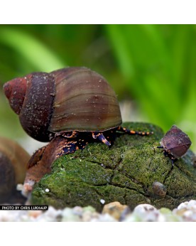 Notopala sp. Blueberry Snail Notopala sp. “Blue Berry Snail” — Esca...