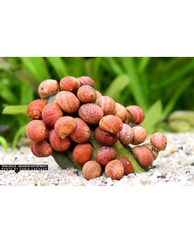 Clithon sp. Fancy Pink Clithon sp. "Fancy Pink" – Escargot d'eau do...