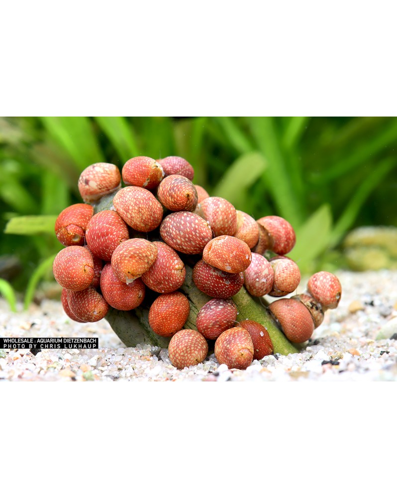 Clithon sp. Fancy Pink Clithon sp. "Fancy Pink" – Escargot d'eau do... Clithon sp. Fancy Pink Clithon sp. "Fancy Pink" – Escargot d'eau do...