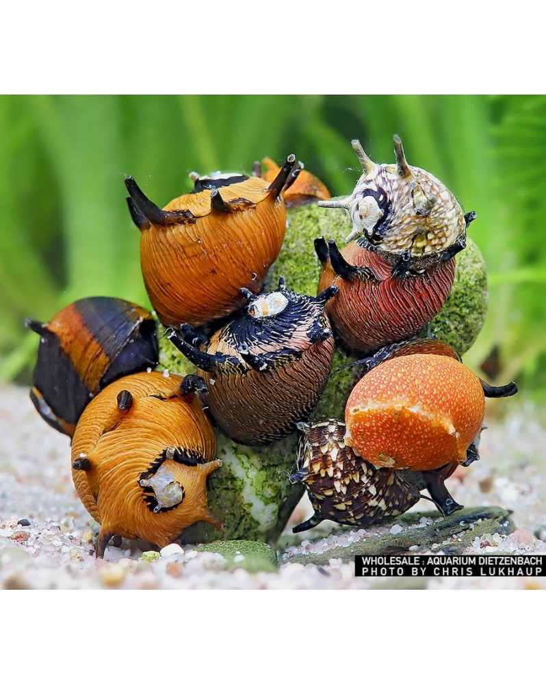 Clithon subgranosa - Sun Clithon sp. "Subgranosa Sun" – Escargot d'...