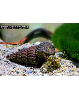 Tylomelania towutensis Black Yellow Tylomelania towutensis — Escarg...