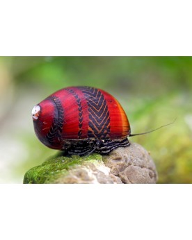 Vittina waigensis Red Vittina waigensis Red – L'escargot nettoyeur ...
