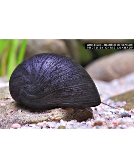 Neritina pulligera Black Neritina Pulligera Black — Escargot d’eau ...