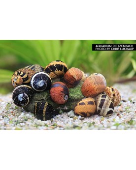 Clithon sp. Fancy Tiger Clithon sp. "Fancy Tiger" – Escargot d’aqua...