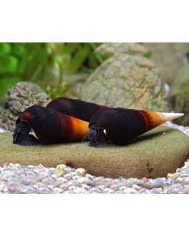 Faunus sp. Cappuccino - 5-6cm  Faunus sp. “Cappuccino” — Escargot d...