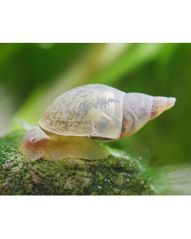 Lymnea stagnalis Yoda Lymnaea stagnalis "Yoda" – Le grand limnée d’...