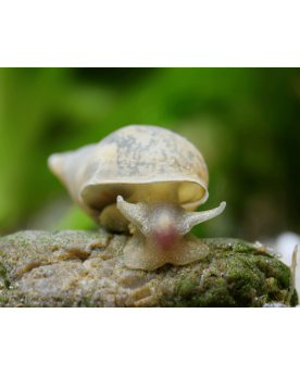 Lymnea stagnalis Yoda Lymnaea stagnalis "Yoda" – Le grand limnée d’...