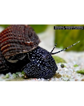 Tylomelania patriarcalis Yellow Tylomelania patriarchalis — Escargo...