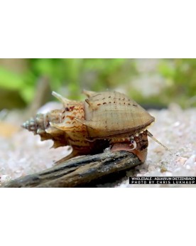 Thiara scabra Ankylosaurus Thiara scabra— Ankylosaurus (Escargot ép...