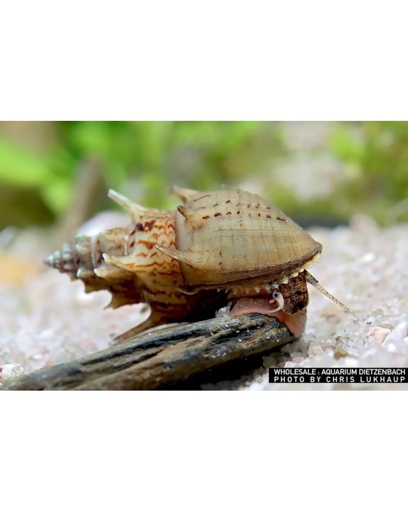 Thiara scabra Ankylosaurus Thiara scabra— Ankylosaurus (Escargot ép... Thiara scabra Ankylosaurus Thiara scabra— Ankylosaurus (Escargot ép...
