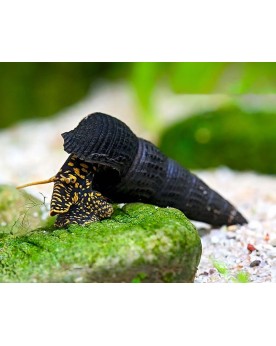 Tylomelania sp. Yellow Spot Tylomelania sp. "Yellow Spot" — Escargo...