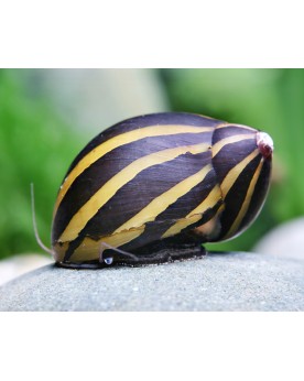 Vittina coromandeliana Zebra Vittina coromandeliana "Zebra" – Le ne...