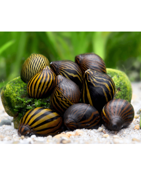 Vittina coromandeliana Zebra Vittina coromandeliana "Zebra" – Le ne...