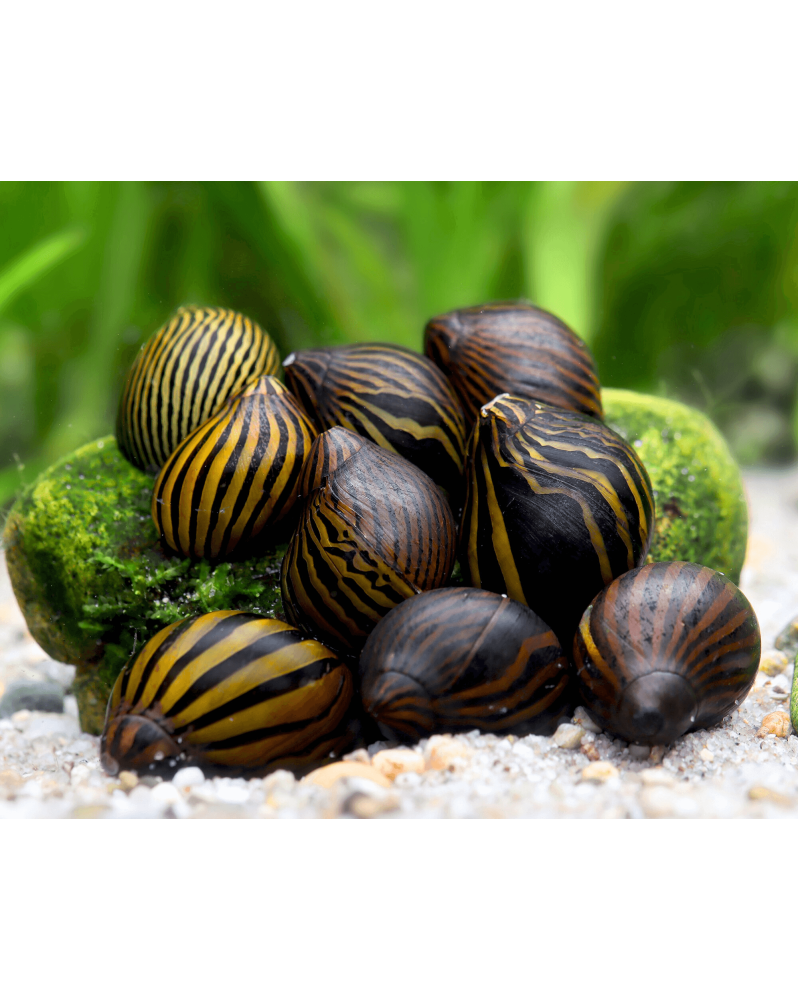 Vittina coromandeliana Zebra Vittina coromandeliana "Zebra" – Le ne... Vittina coromandeliana Zebra Vittina coromandeliana "Zebra" – Le ne...