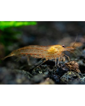 Caridina mutlidentata Japonica - Amano Orange - M (2-4cm) Caridina ...