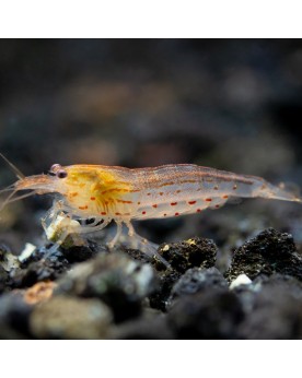 Caridina mutlidentata Japonica - Amano Orange - M (2-4cm) Caridina ...