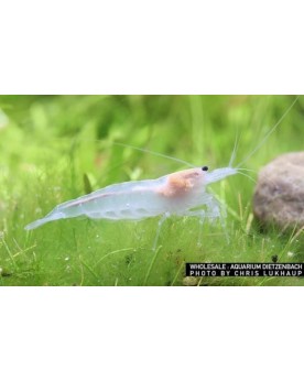 Caridina mutlidentata Japonica - Amano Snow - M (2-4cm) Caridina mu...
