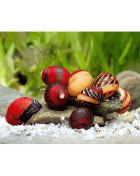 Vittina waigensis Red Vittina waigensis Red – L'escargot nettoyeur ...