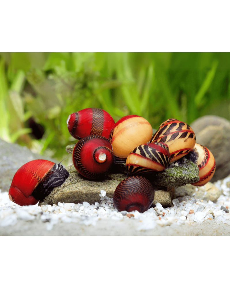 Vittina waigensis Red Vittina waigensis Red – L'escargot nettoyeur ... Vittina waigensis Red Vittina waigensis Red – L'escargot nettoyeur ...
