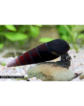 Faunus sp. Cappuccino - 5-6cm  Faunus sp. “Cappuccino” — Escargot d...