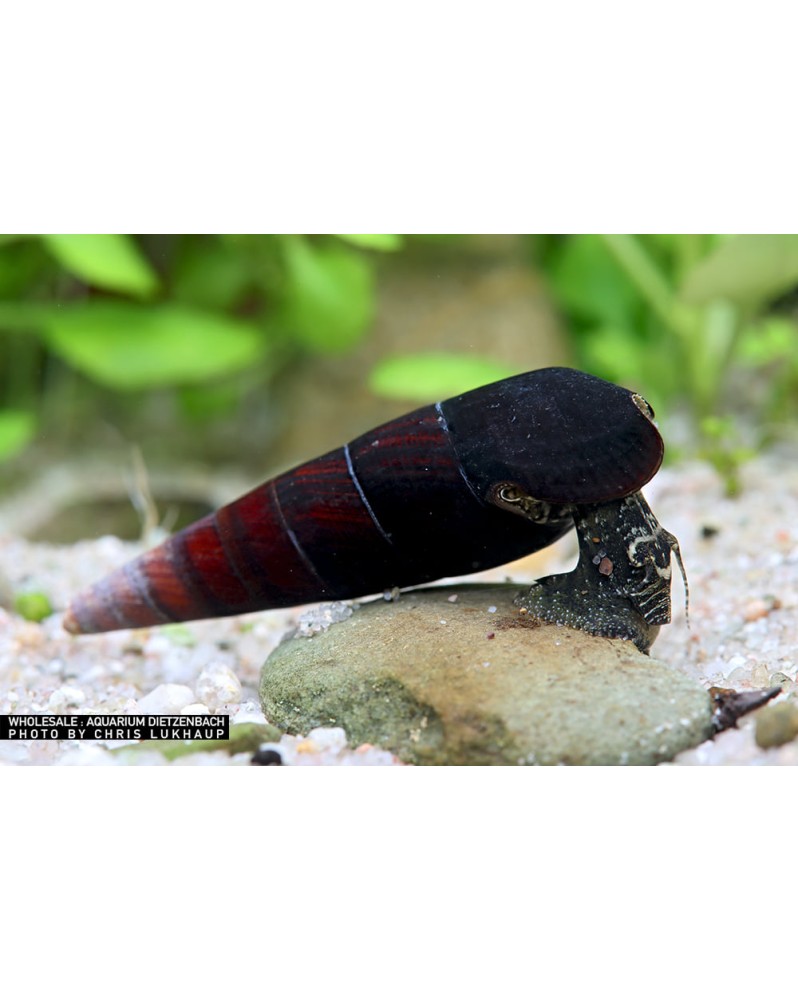 Faunus sp. Cappuccino - 5-6cm Faunus sp. “Cappuccino” — Escargot d... Faunus sp. Cappuccino - 5-6cm Faunus sp. “Cappuccino” — Escargot d...