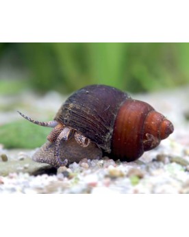 Filopaludina sp. Orange Spot Filopaludina sp. – Escargot Orange Spo...