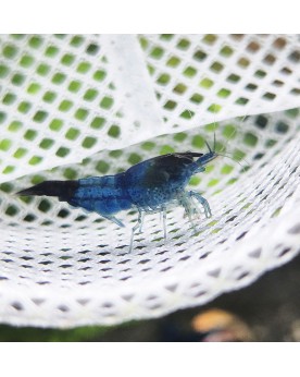 Neocaridina davidi - Blue Dream Declassées (lot de 20) Blue Dream D...