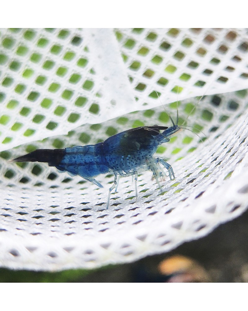 Neocaridina davidi - Blue Dream Declassées (lot de 20) Blue Dream D... Neocaridina davidi - Blue Dream Declassées (lot de 20) Blue Dream D...