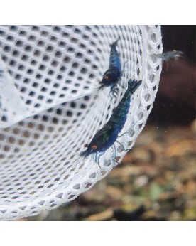 Neocaridina davidi - Black Rose Orange Eyes Declassées (lot de 10) ...