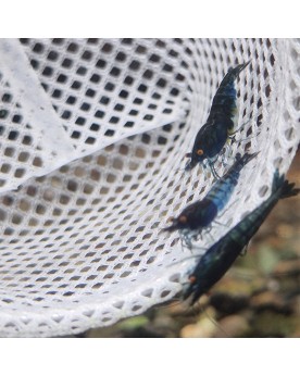 Neocaridina davidi - Black Rose Orange Eyes Declassées (lot de 10) ...