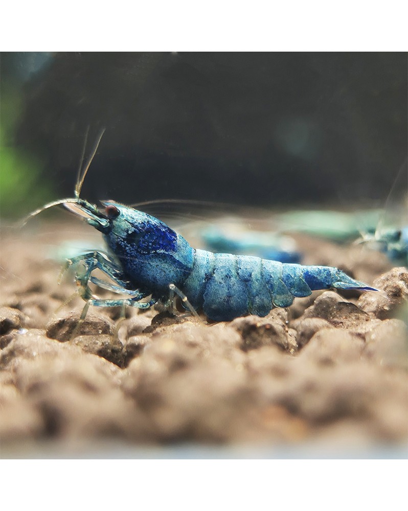 Caridina logemanni - Blue Bolt (Bien Bleues) Caridina Blue Bolt  c'...