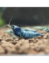 Caridina logemanni - Blue Bolt (Elev. France)
