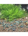 Caridina logemanni - Blue Bolt (Elev. France)
