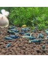 Caridina logemanni - Blue Bolt (Elev. France)