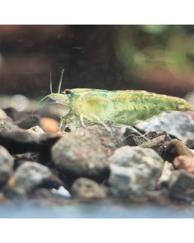Neocaridina davidi - Green Jade Déclassées Neocaridina Green Jade d...