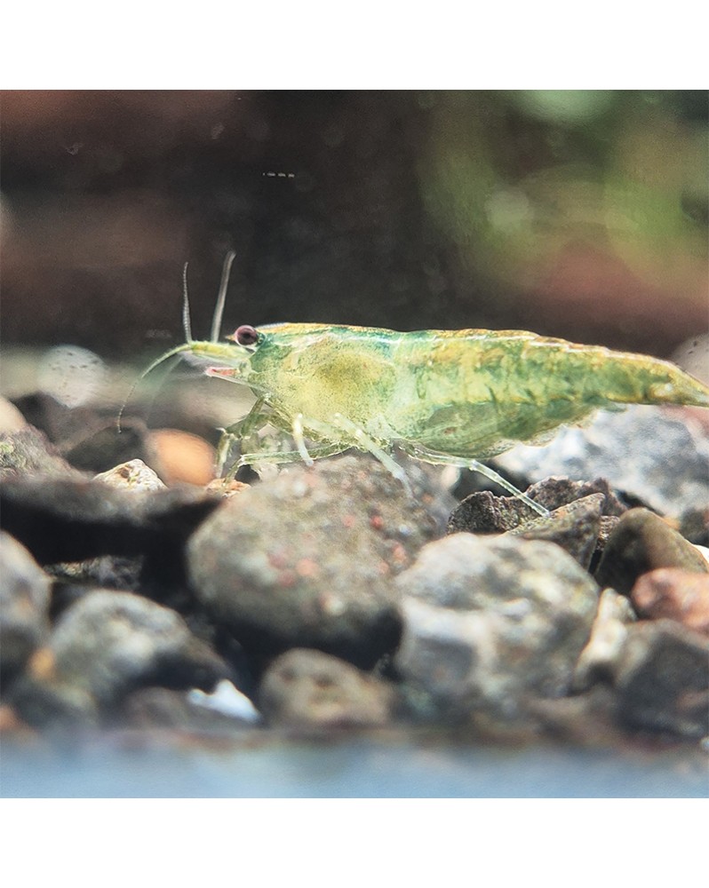 Neocaridina davidi - Green Jade Déclassées Neocaridina Green Jade d...