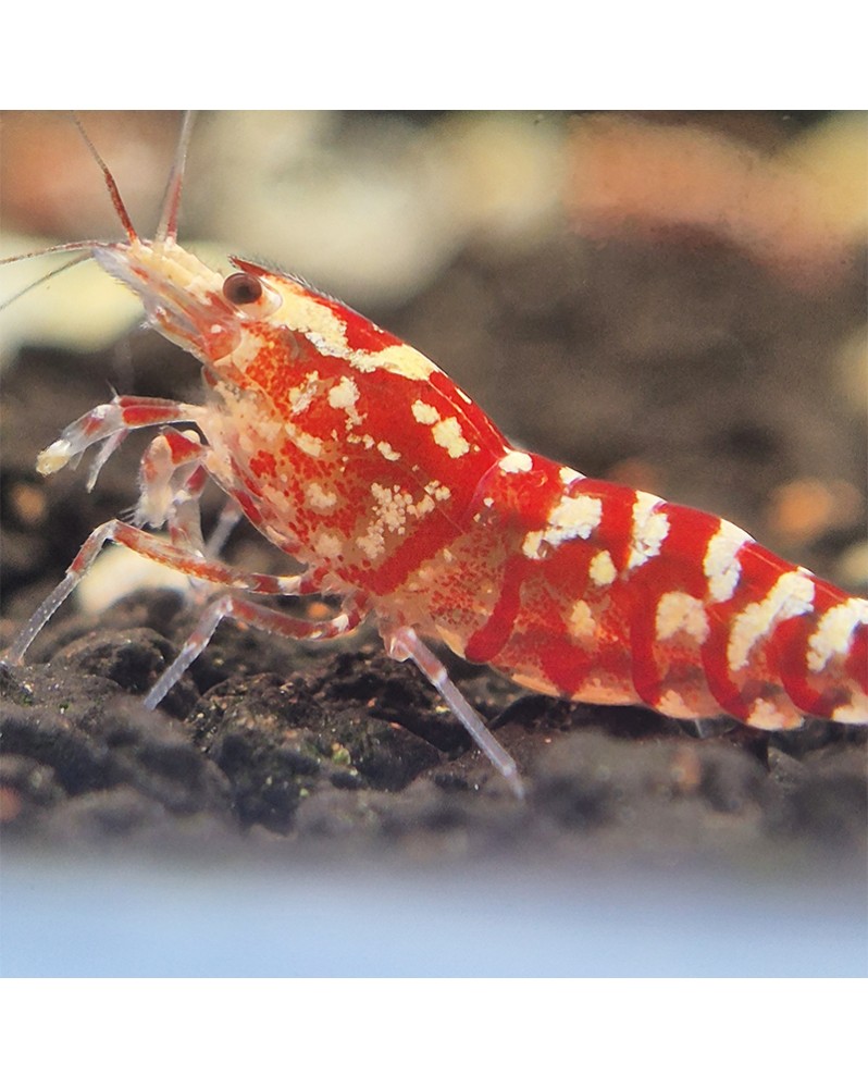 Caridina logemanni - Fancy Tiger Red Shrimp (Mid) Fancy Tiger Red S...