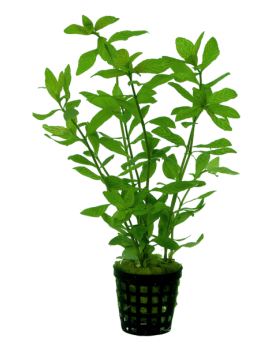 Hygrophila Rosae australis - en pot Hygrophila rosae-australis – Pl...