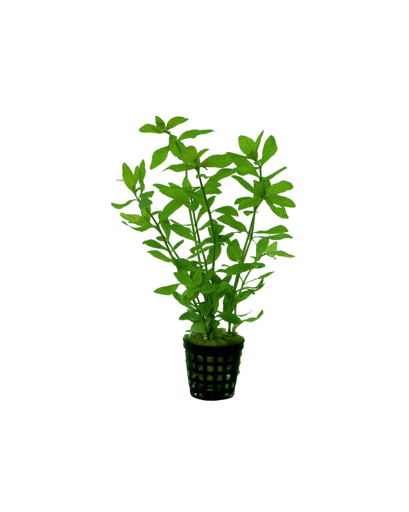 Hygrophila Rosae australis - en pot Hygrophila rosae-australis – Pl... Hygrophila Rosae australis - en pot Hygrophila rosae-australis – Pl...