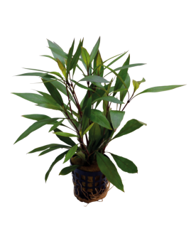 Hygrophila Corymbosa thailand - en pot Hygrophila Corymbosa "Thaila...