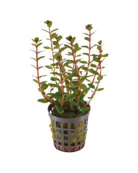 Rotala Blood Red - en Pot  Rotala Blood Red – En Pot Nom scientifiq...