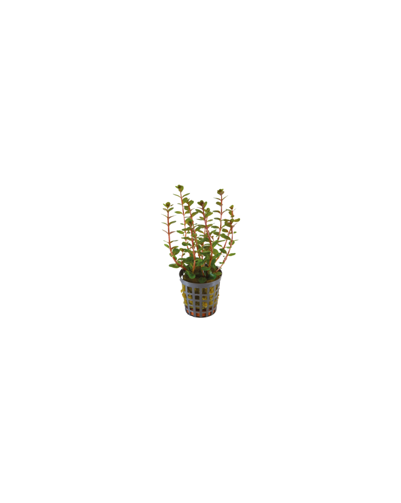 Rotala Blood Red - en Pot Rotala Blood Red – En Pot Nom scientifiq... Rotala Blood Red - en Pot Rotala Blood Red – En Pot Nom scientifiq...