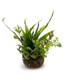 Bioart Ball - Microsorum Pteropus  Bioart Ball - Microsorum Pteropu...