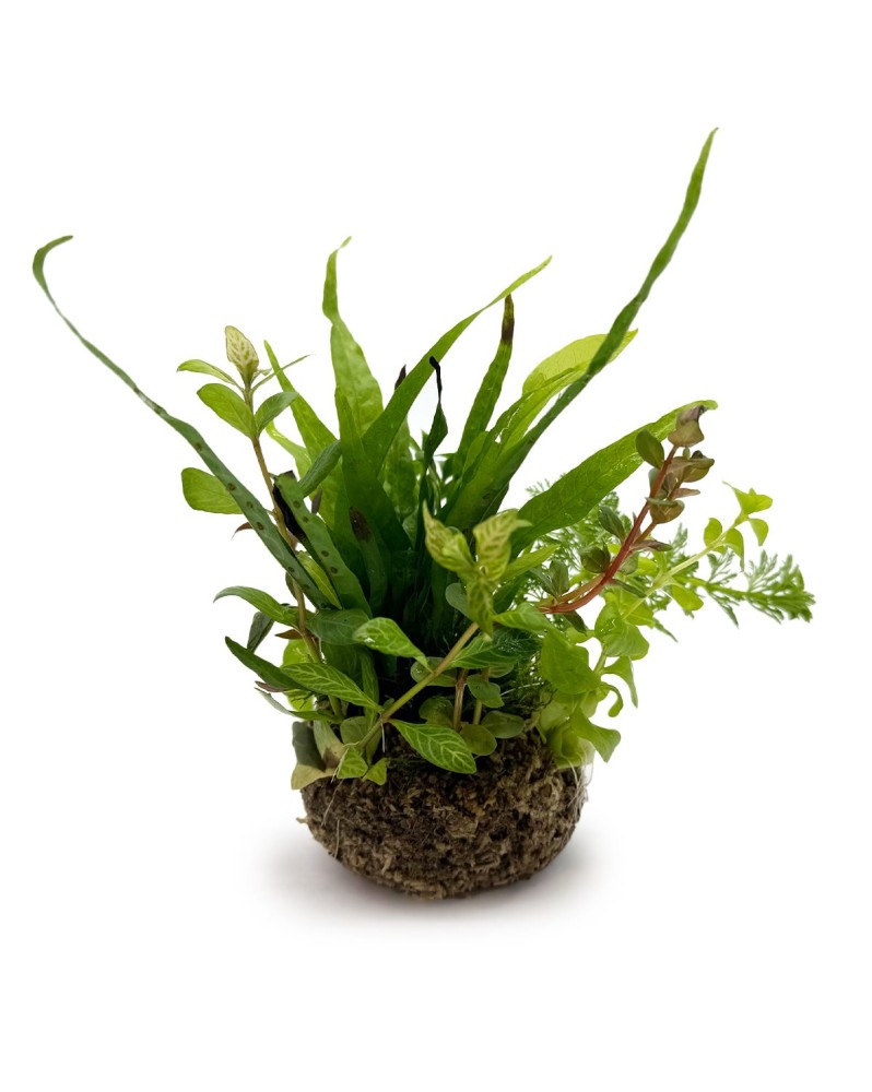 Bioart Ball - Microsorum Pteropus Bioart Ball - Microsorum Pteropu... Bioart Ball - Microsorum Pteropus Bioart Ball - Microsorum Pteropu...