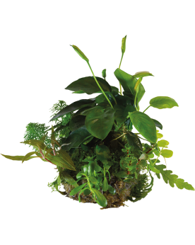 Bioart Ball - Anubias Nana  Bioart Ball - Anubias Nana Apportez une...