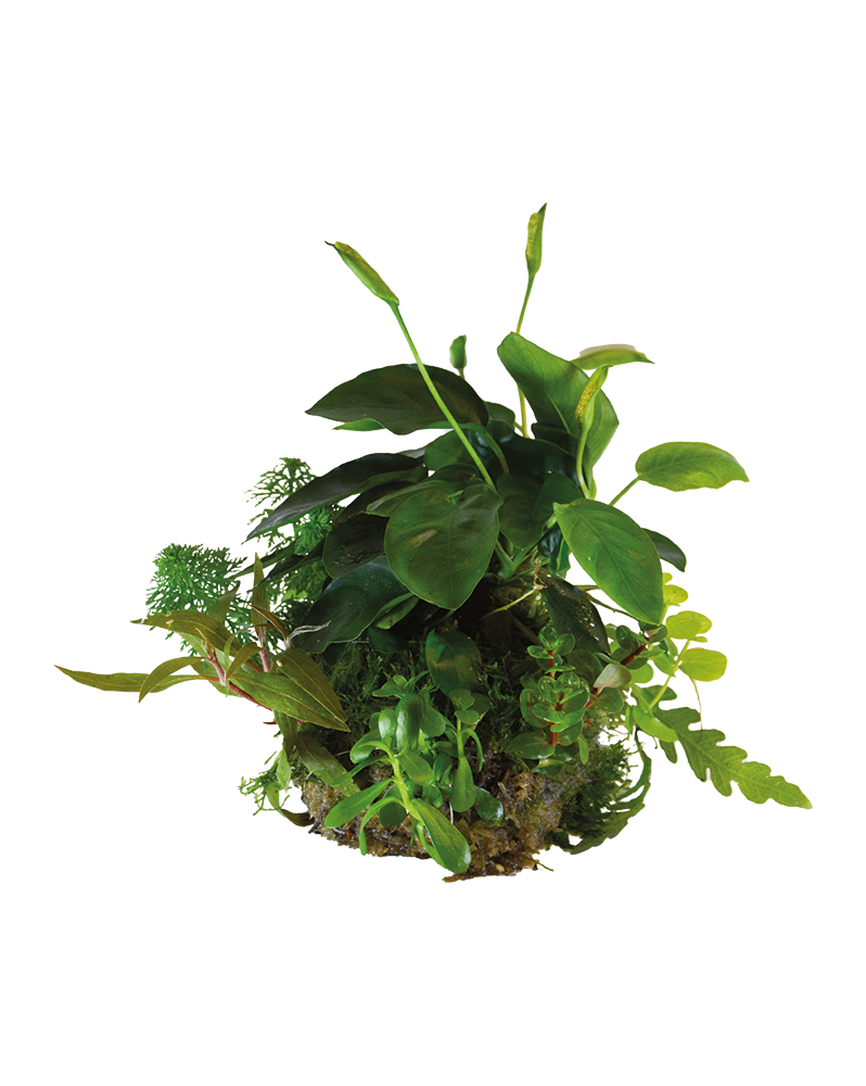 Bioart Ball - Anubias Nana Bioart Ball - Anubias Nana Apportez une... Bioart Ball - Anubias Nana Bioart Ball - Anubias Nana Apportez une...