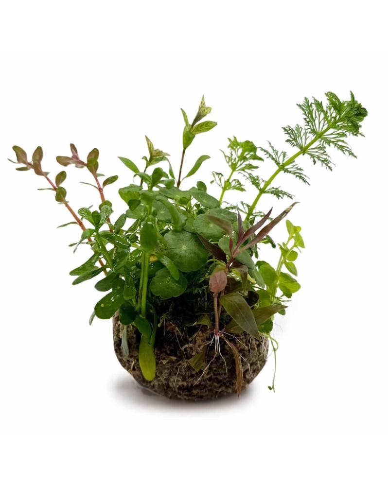 Bioart Ball - Hydrocotyle Verticillata Bioart Ball - Hydrocotyle V... Bioart Ball - Hydrocotyle Verticillata Bioart Ball - Hydrocotyle V...