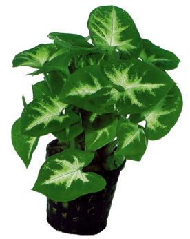 Syngonium Pixii - En Pot  Syngonium Pixii – En Pot Apportez une tou...