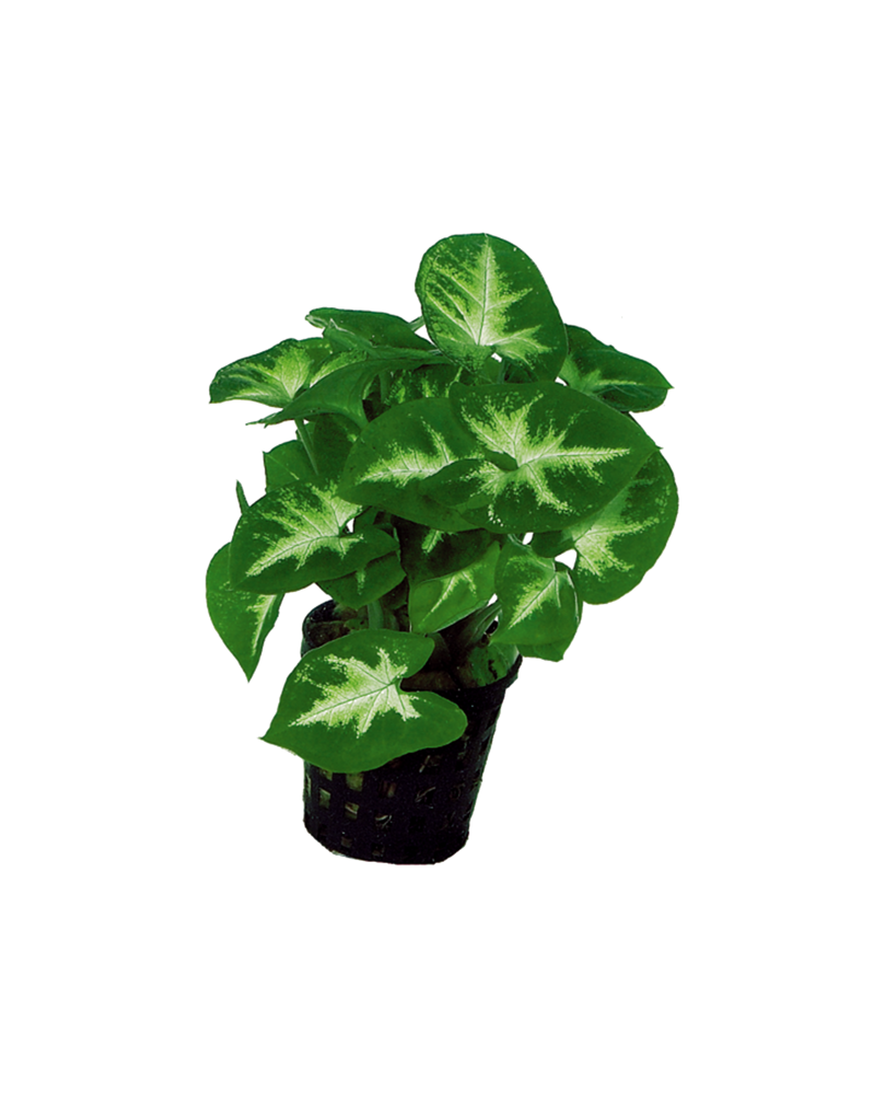 Syngonium Pixii - En Pot  Syngonium Pixii – En Pot Apportez une tou...