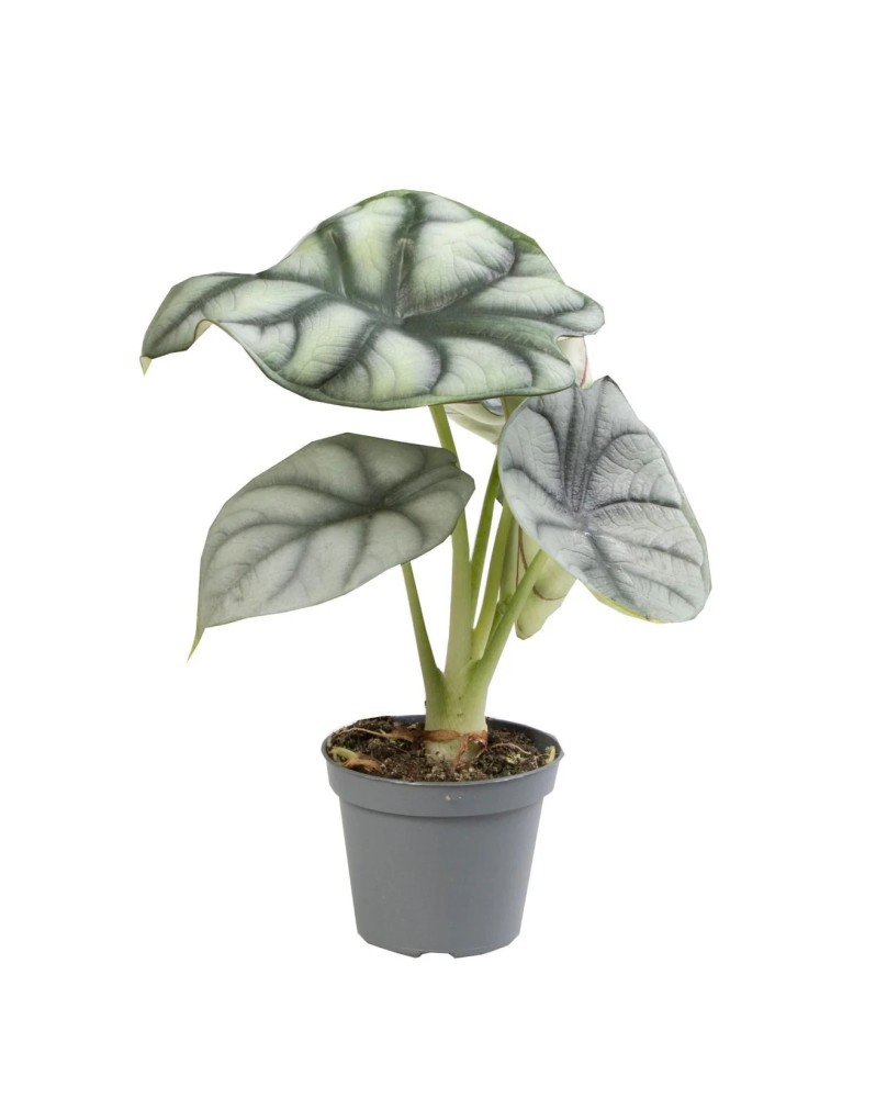 Alocasia Silver Dragon - En Pot 5cm Ophiopogon japonicus 'Kyoto Min... Alocasia Silver Dragon - En Pot 5cm Ophiopogon japonicus 'Kyoto Min...